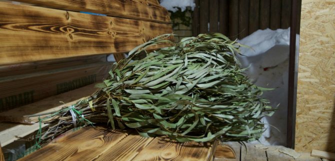 Как запаривать веник для бани бамбук с эвкалиптом?