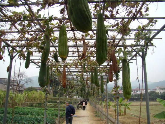 Luffa, growing on supports