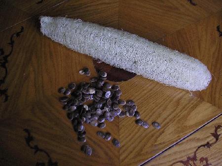 Luffa seeds and fibers from ripened fruit